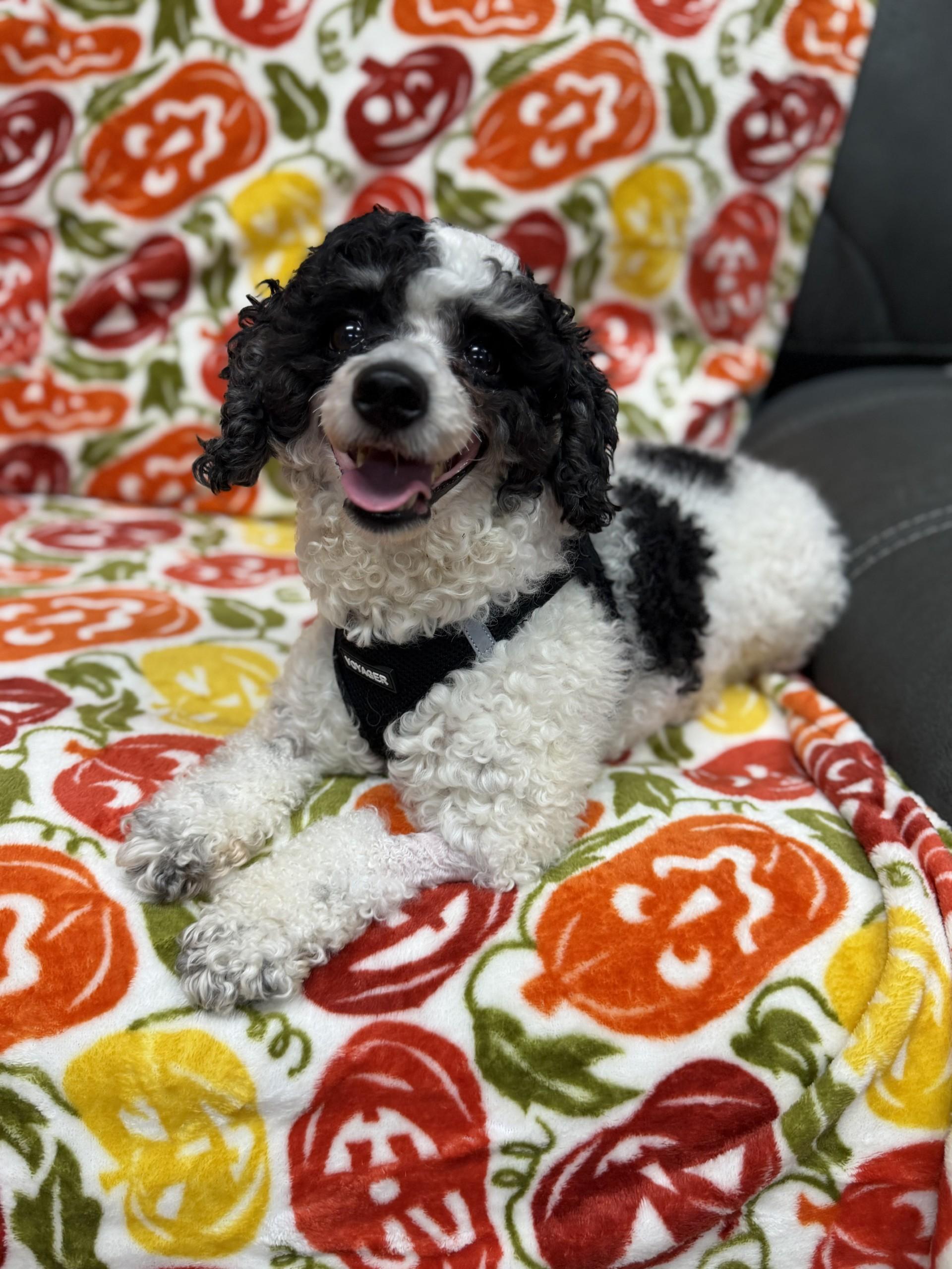 Lucky, Adoptable, Adult Male Poodle.