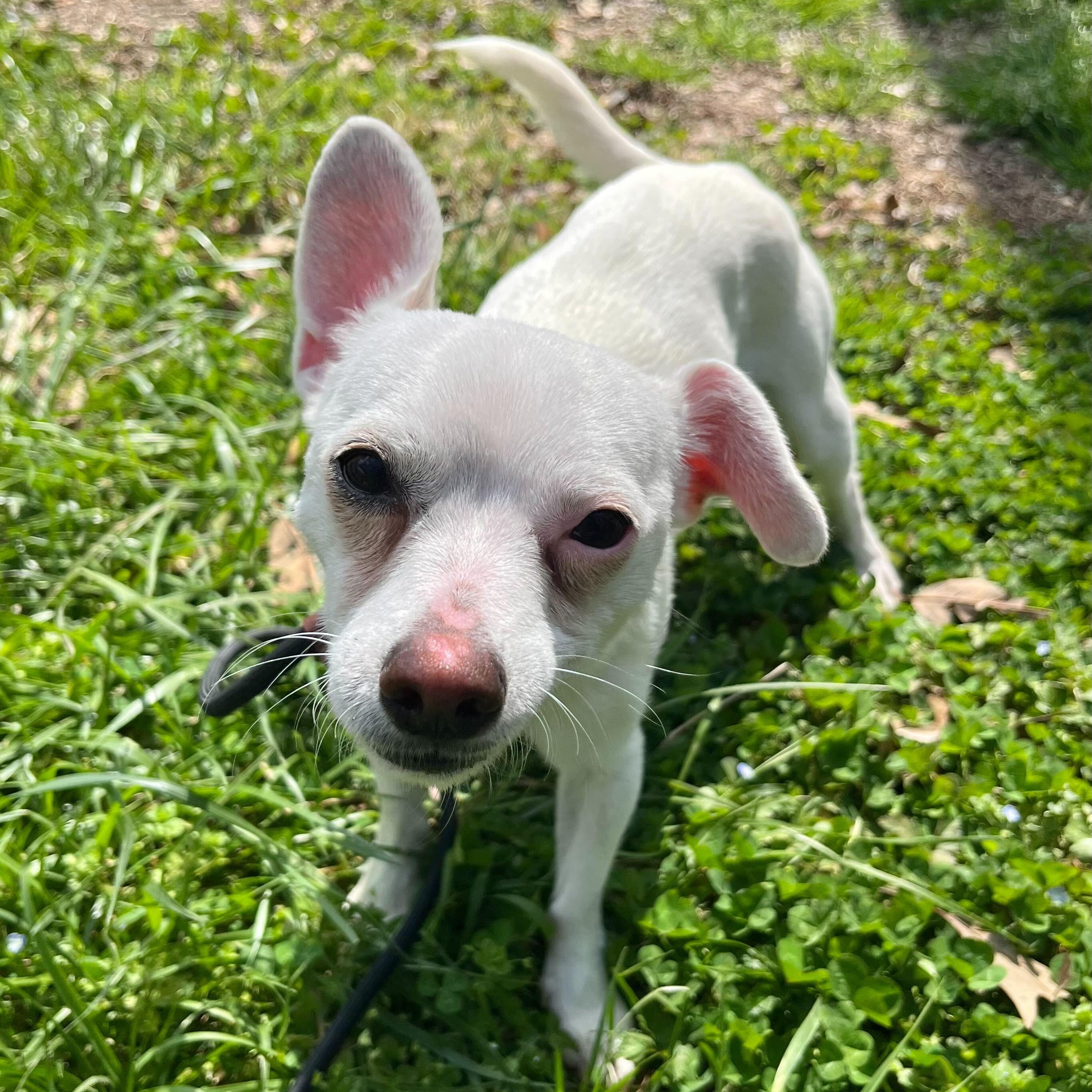 Gus, Adoptable, Young Male Chihuahua & Mixed Breed.