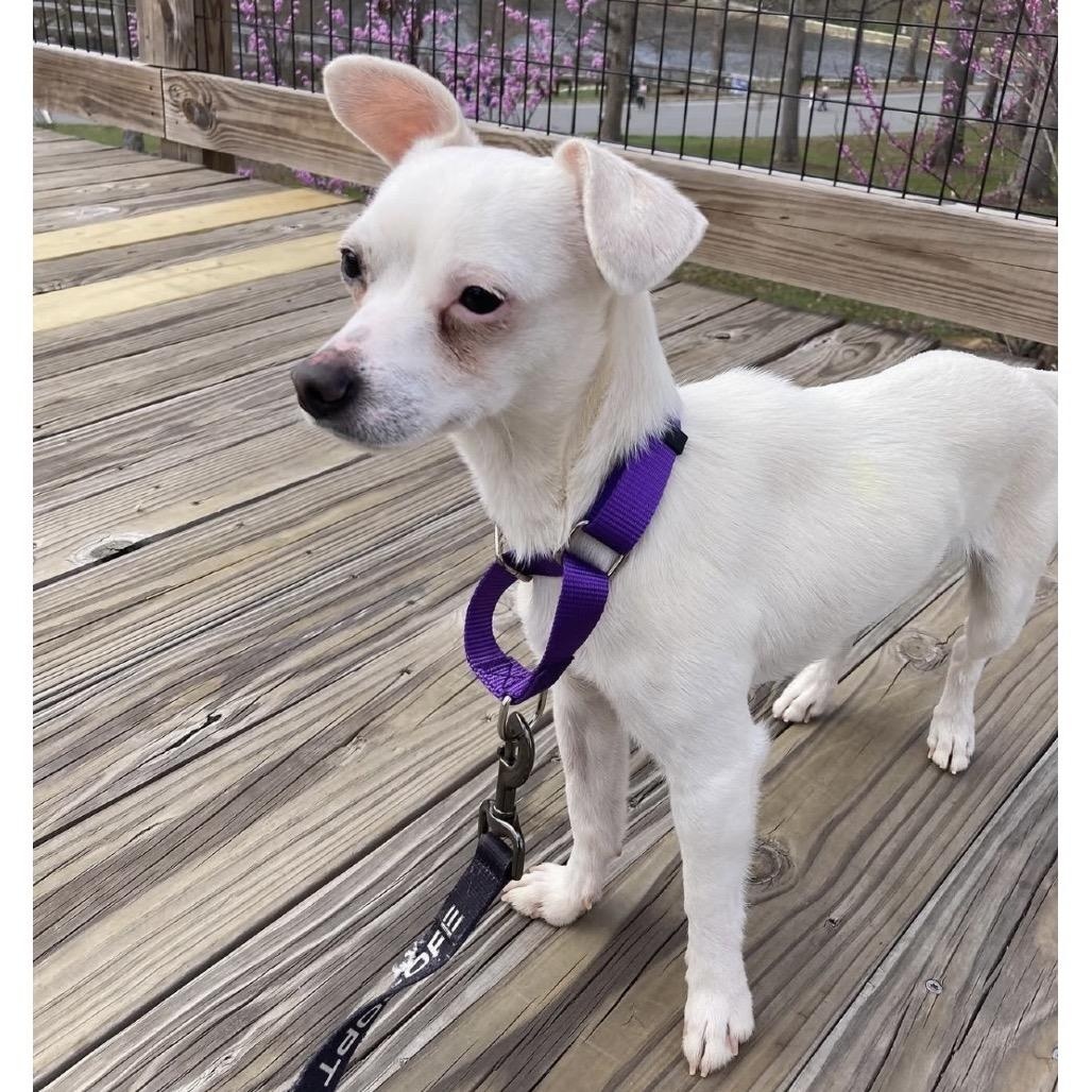 Enlarge Gus, a Adoptable mixed breed in Greensboro, NC image 3/4