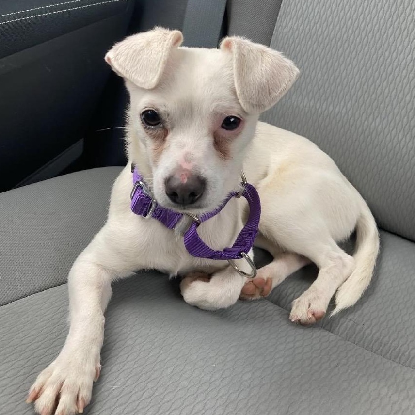 Enlarge Gus, a Adoptable mixed breed in Greensboro, NC image 2/4