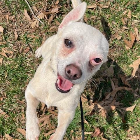 Enlarge Gus, a Adoptable mixed breed in Greensboro, NC image 4/4