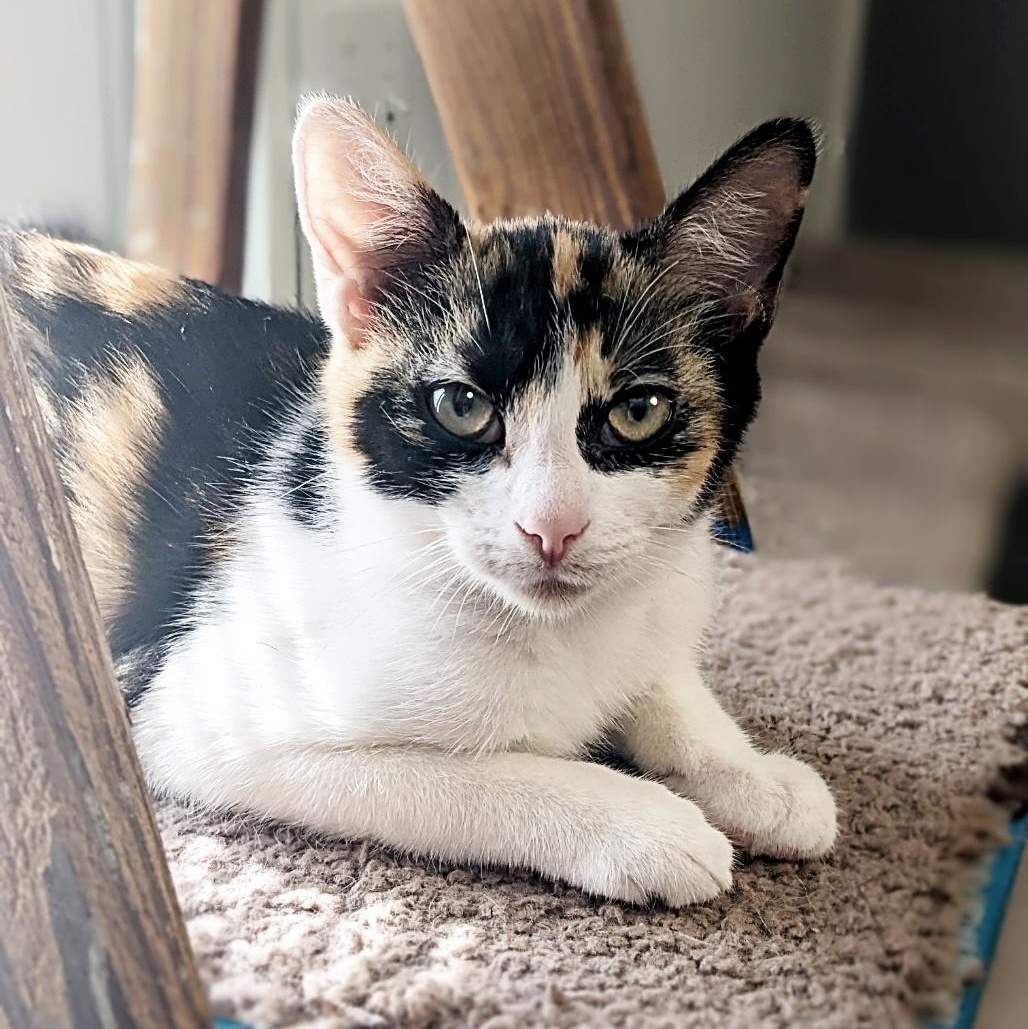 Catalina