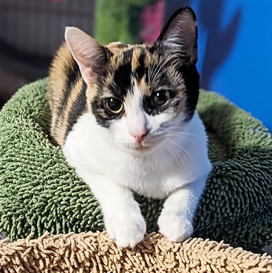 Catalina