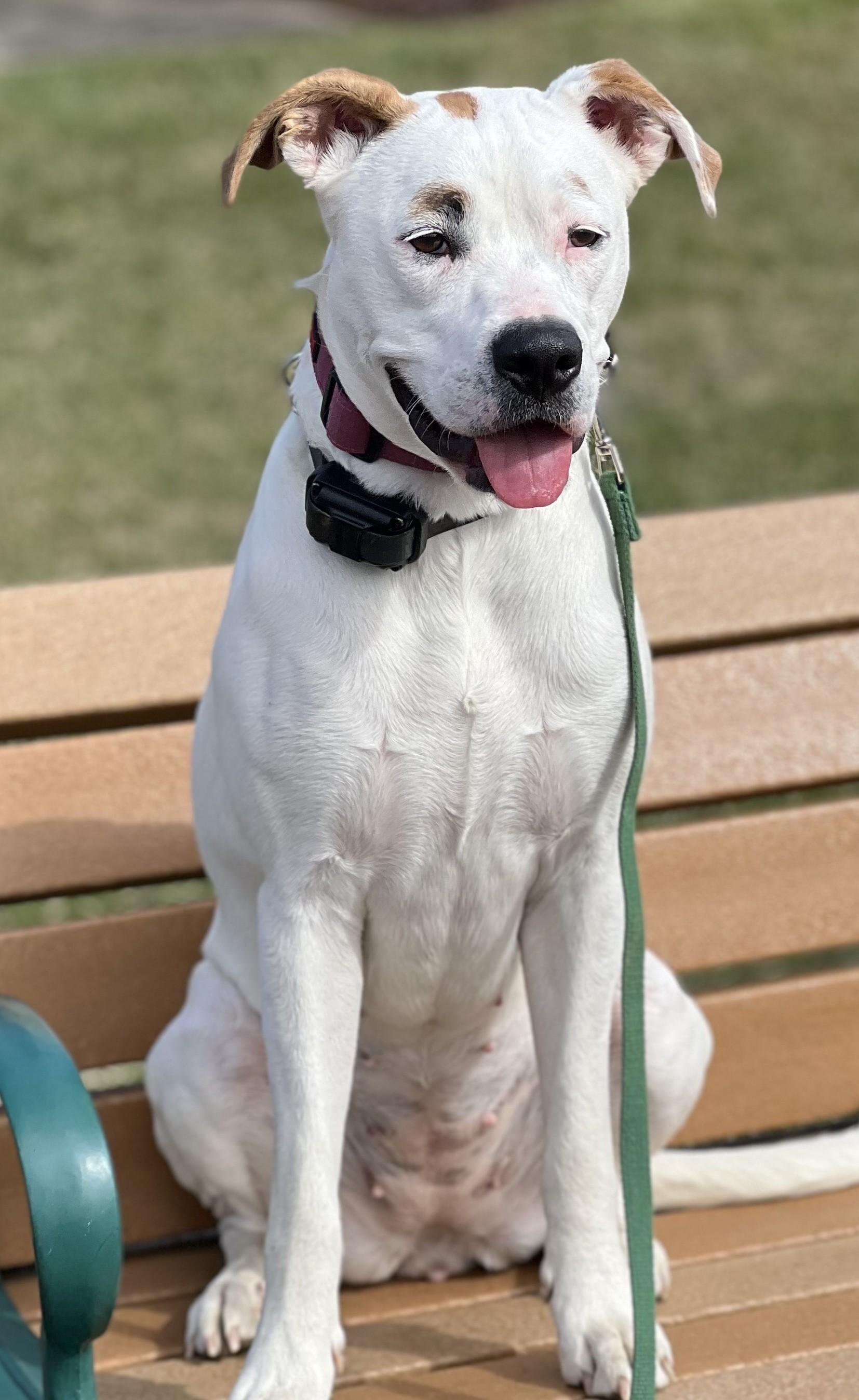 Harley-Available! (courtesy post) contact lharinfo@gmail.com for information, a Adoptable mixed breed in Frederick, MD image 2/21