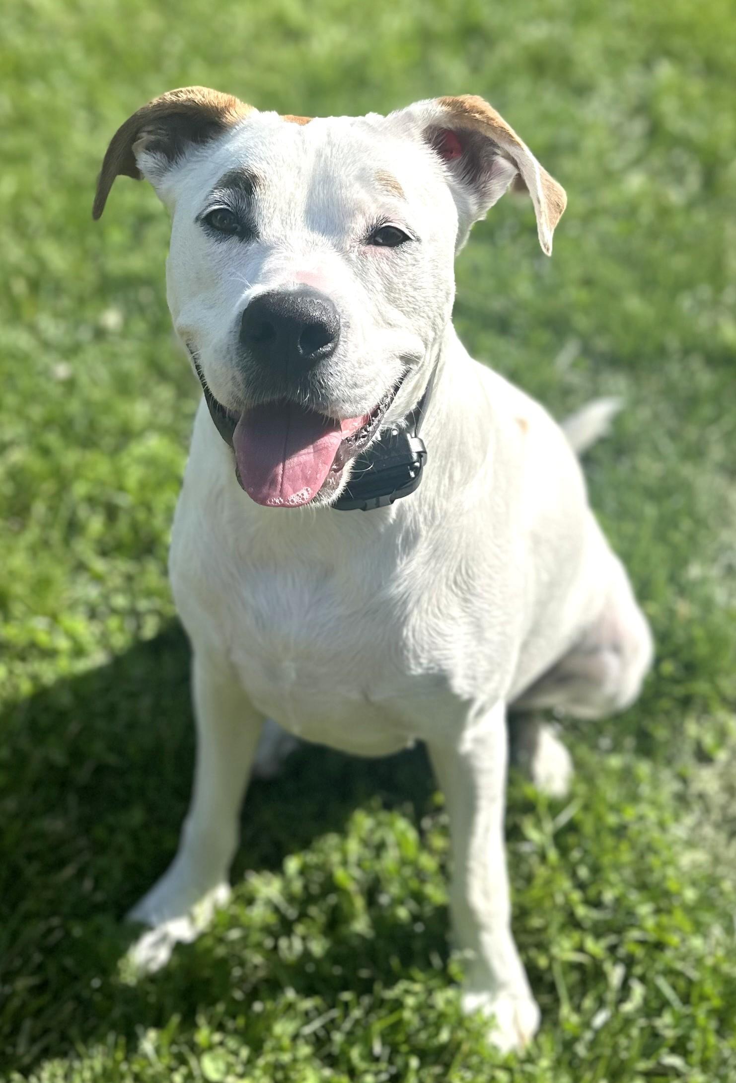 Enlarge Harley-Available! (courtesy post) contact lharinfo@gmail.com for information, a Adoptable mixed breed in Frederick, MD image 19/21