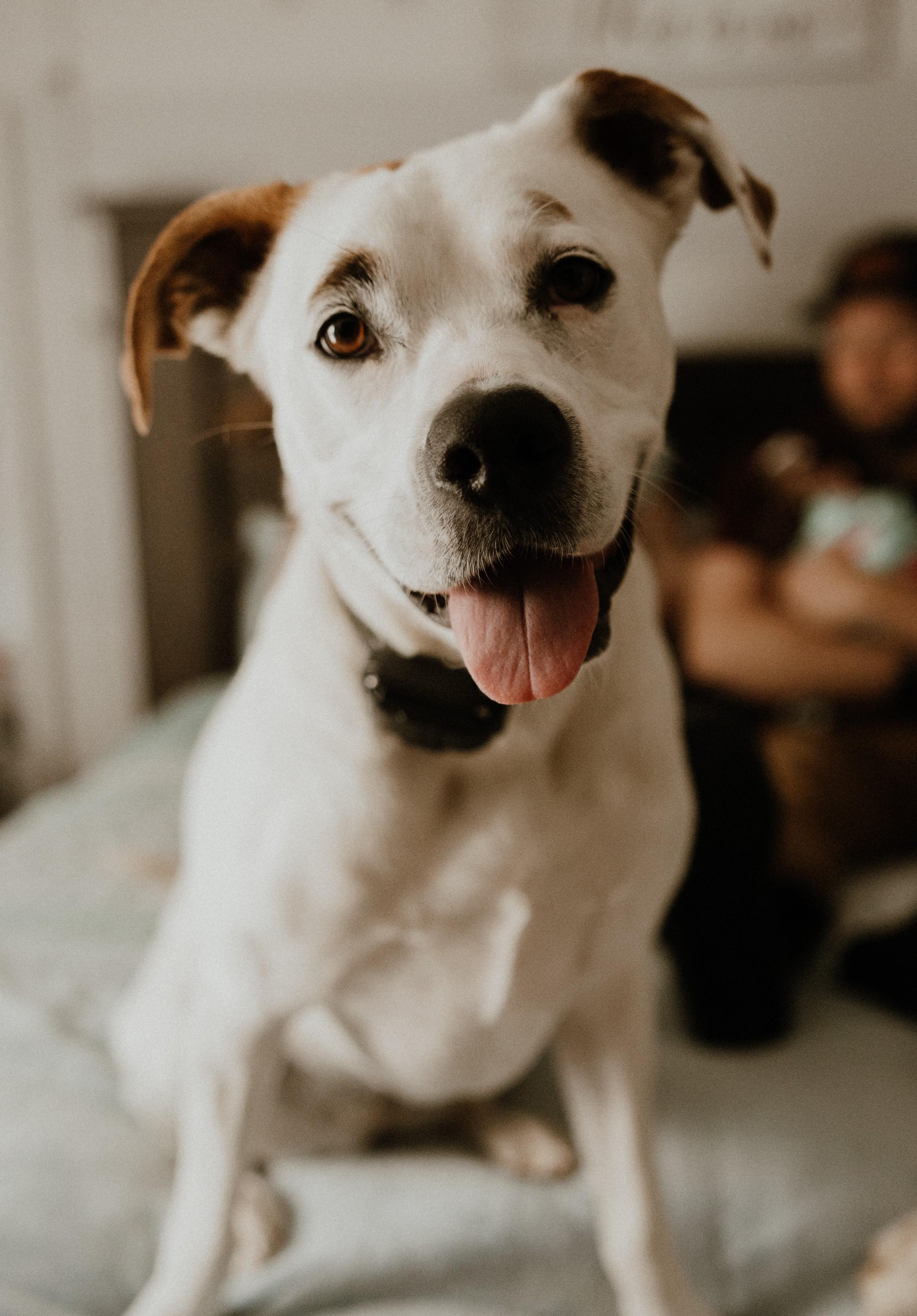 Enlarge Harley-Available! (courtesy post) contact lharinfo@gmail.com for information, a Adoptable mixed breed in Frederick, MD image 10/21