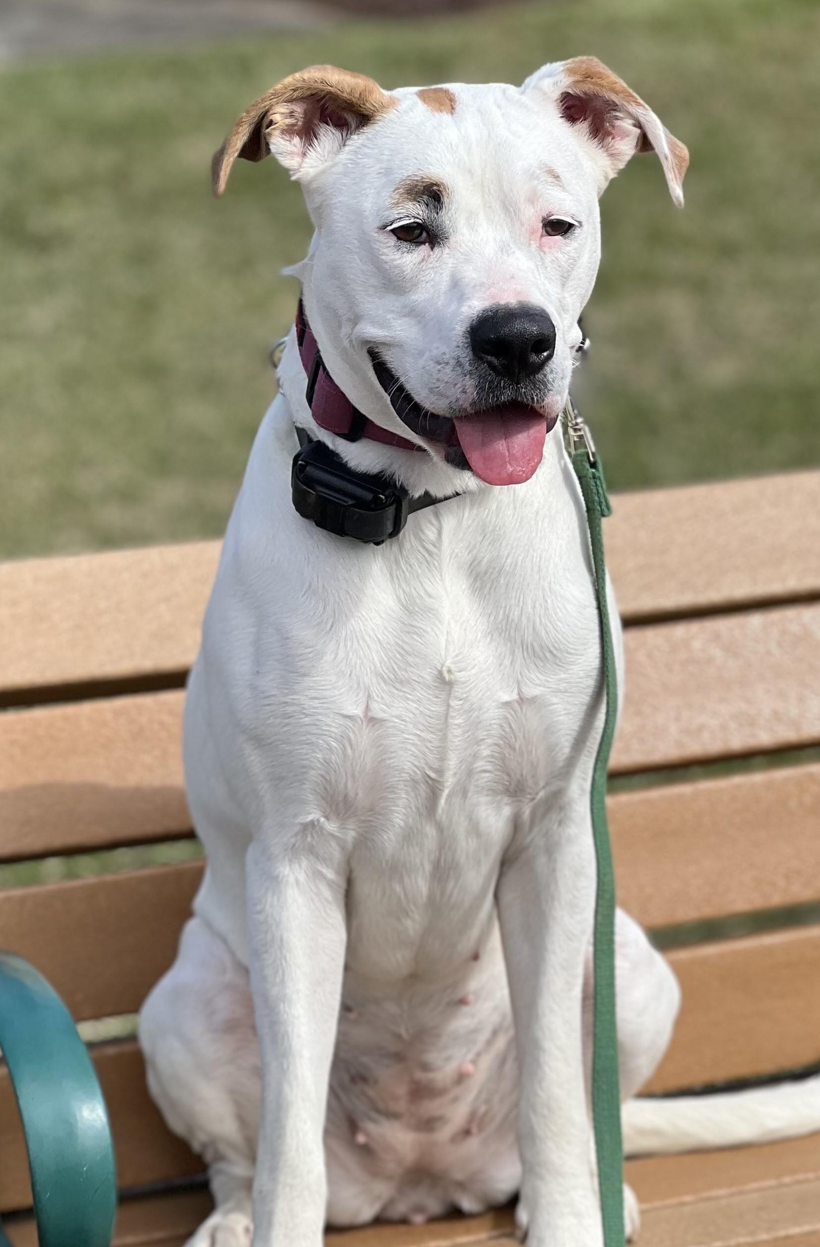 Harley-Available (Courtesy Post) lharinfo@gmail.com for additional details.