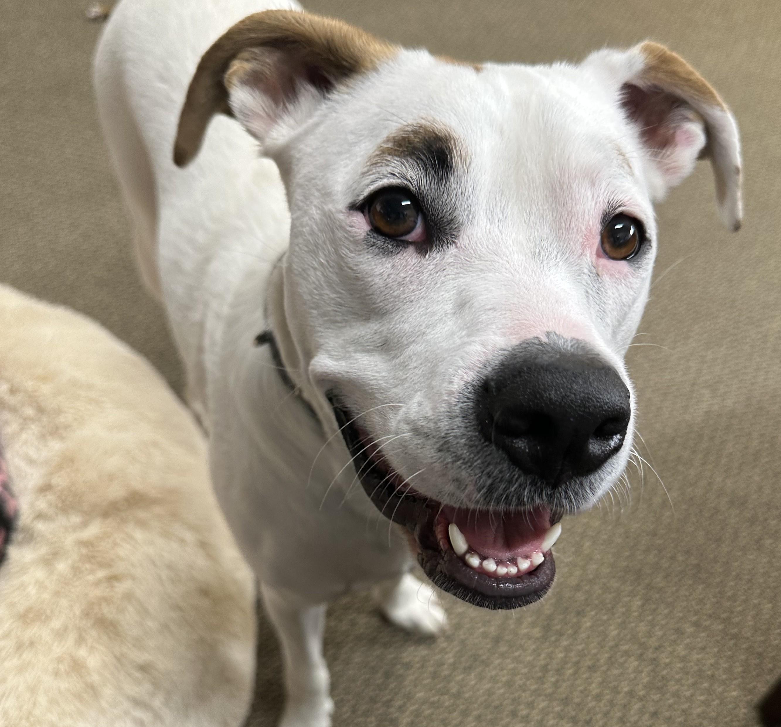 Enlarge Harley-Available! (courtesy post) contact lharinfo@gmail.com for information, a Adoptable mixed breed in Frederick, MD image 13/21