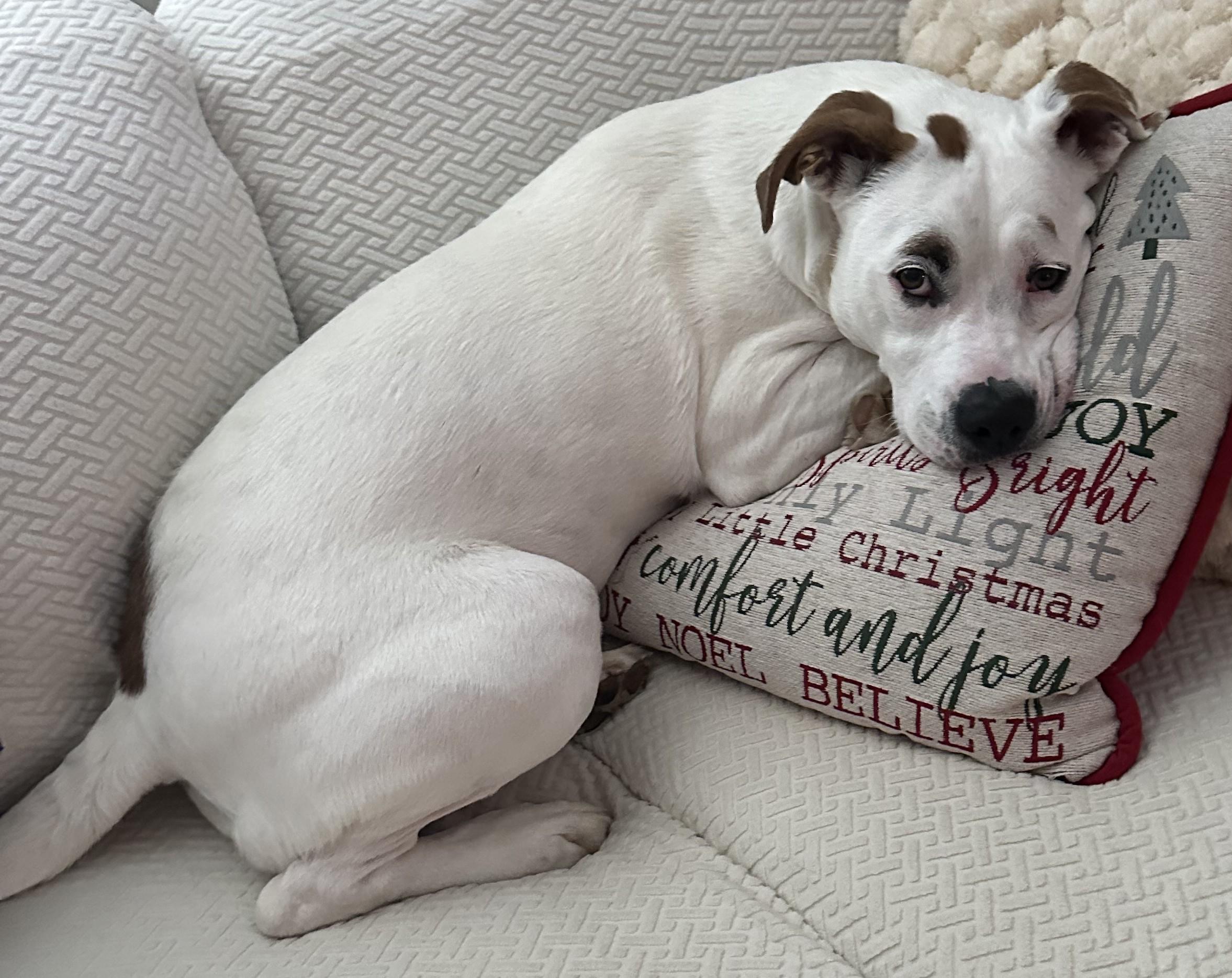 Enlarge Harley-Available! (courtesy post) contact lharinfo@gmail.com for information, a Adoptable mixed breed in Frederick, MD image 14/21