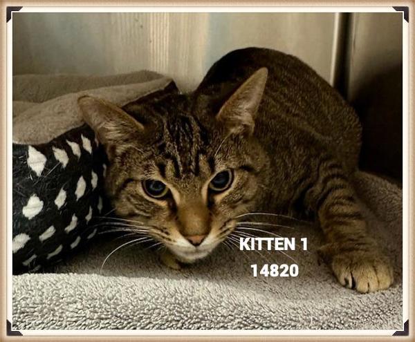 Kitten 1 (620), Adoptable, Young Male Domestic Short Hair.