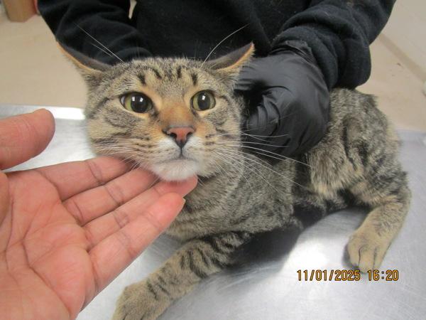 Enlarge Kitten 1 (620), a Adoptable mixed breed in Marietta, GA image 2/2