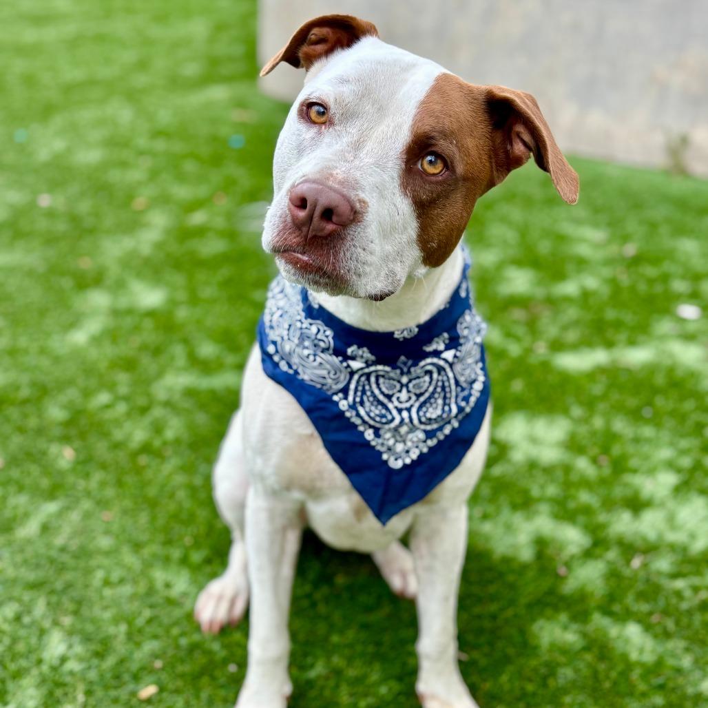 Patches, Adoptable, Adult Female Mixed Breed & Mixed Breed.