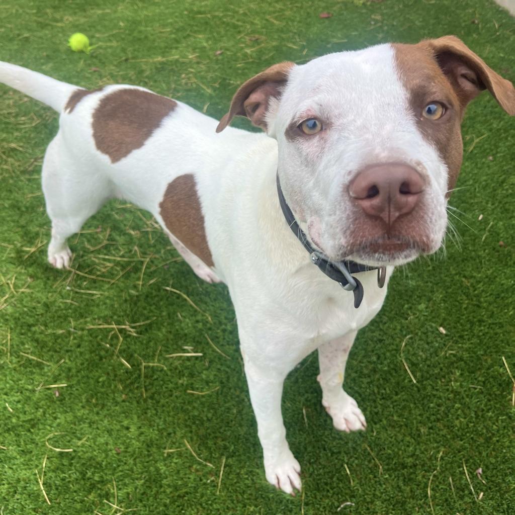 Patches, a Adoptable mixed breed in Fredericksburg, TX image 2/6