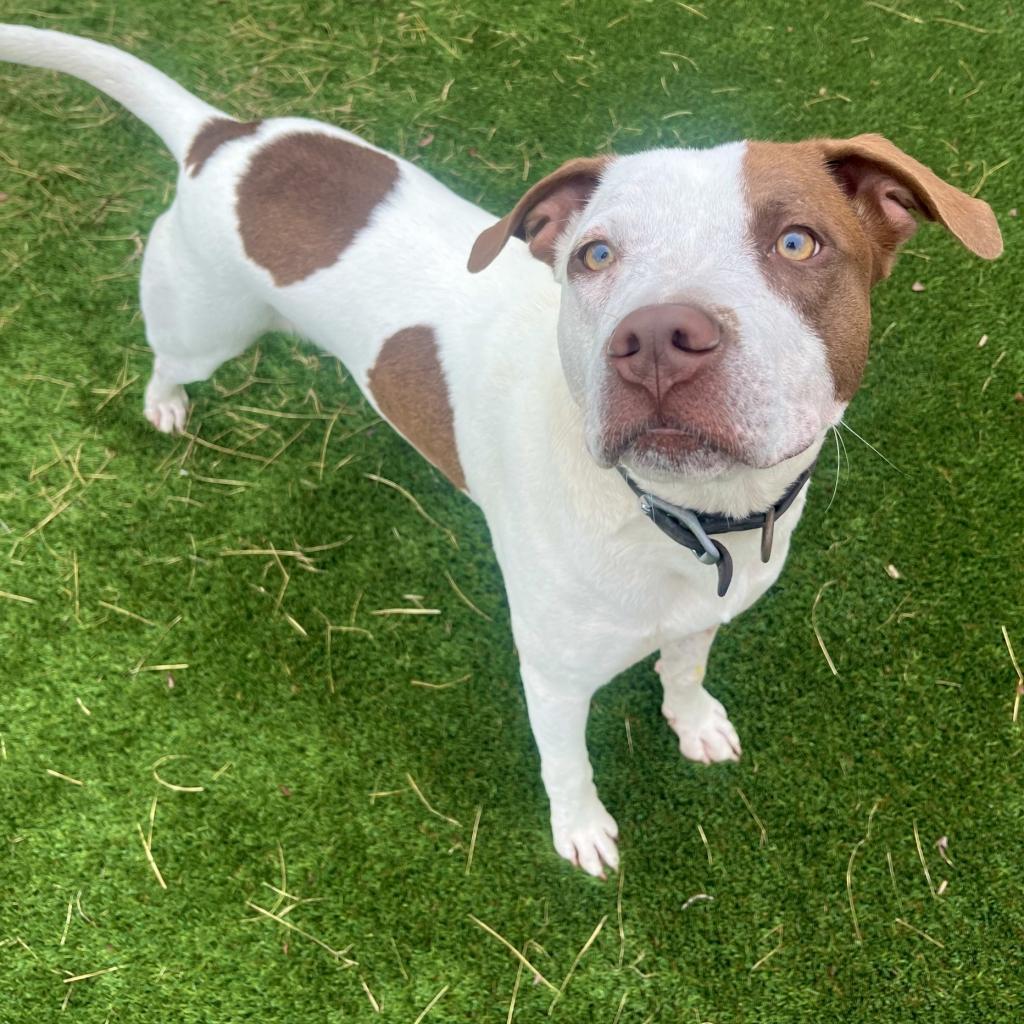 Patches, a Adoptable mixed breed in Fredericksburg, TX image 3/6