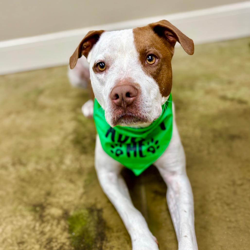 Patches, a Adoptable mixed breed in Fredericksburg, TX image 3/6