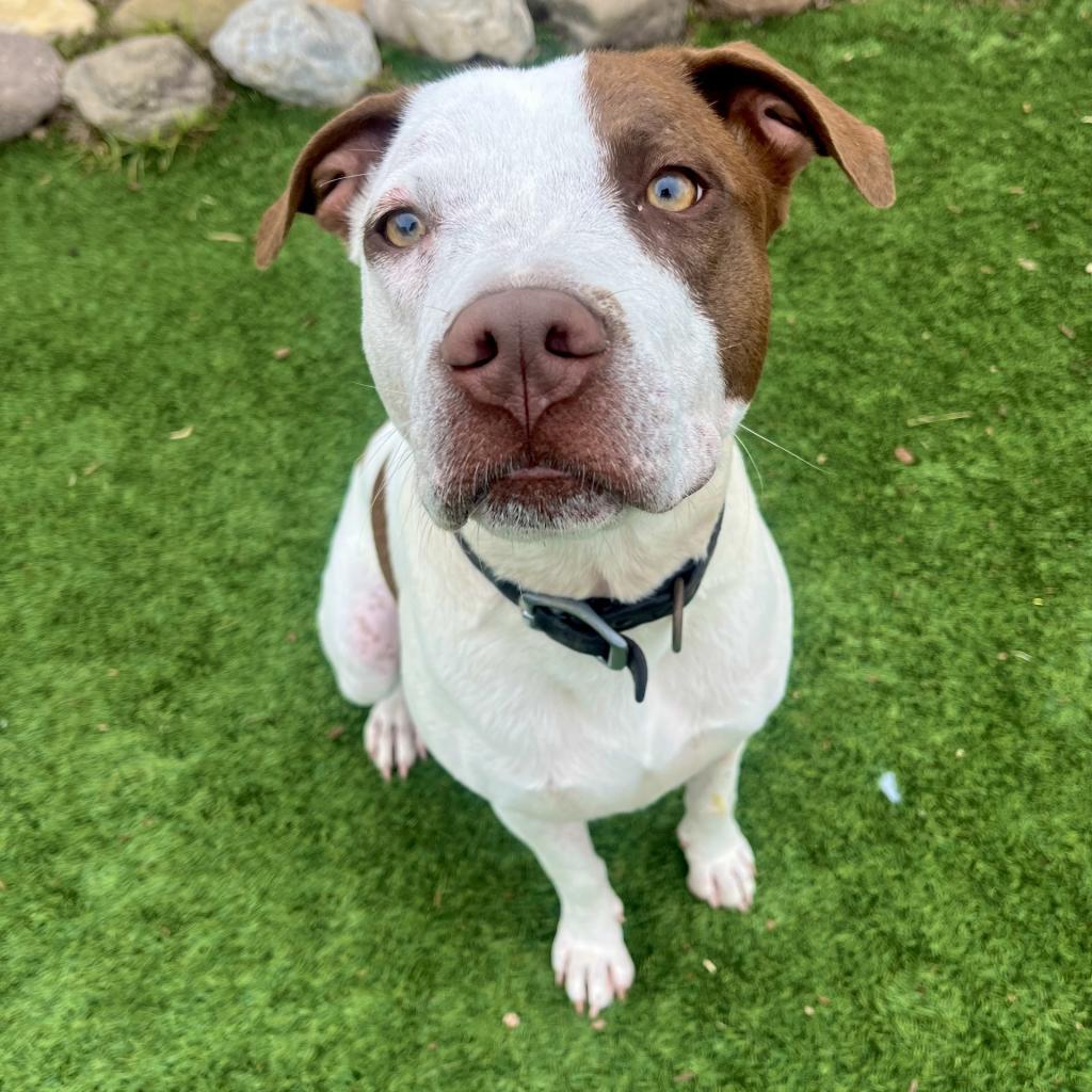 Patches, a Adoptable mixed breed in Fredericksburg, TX image 4/6