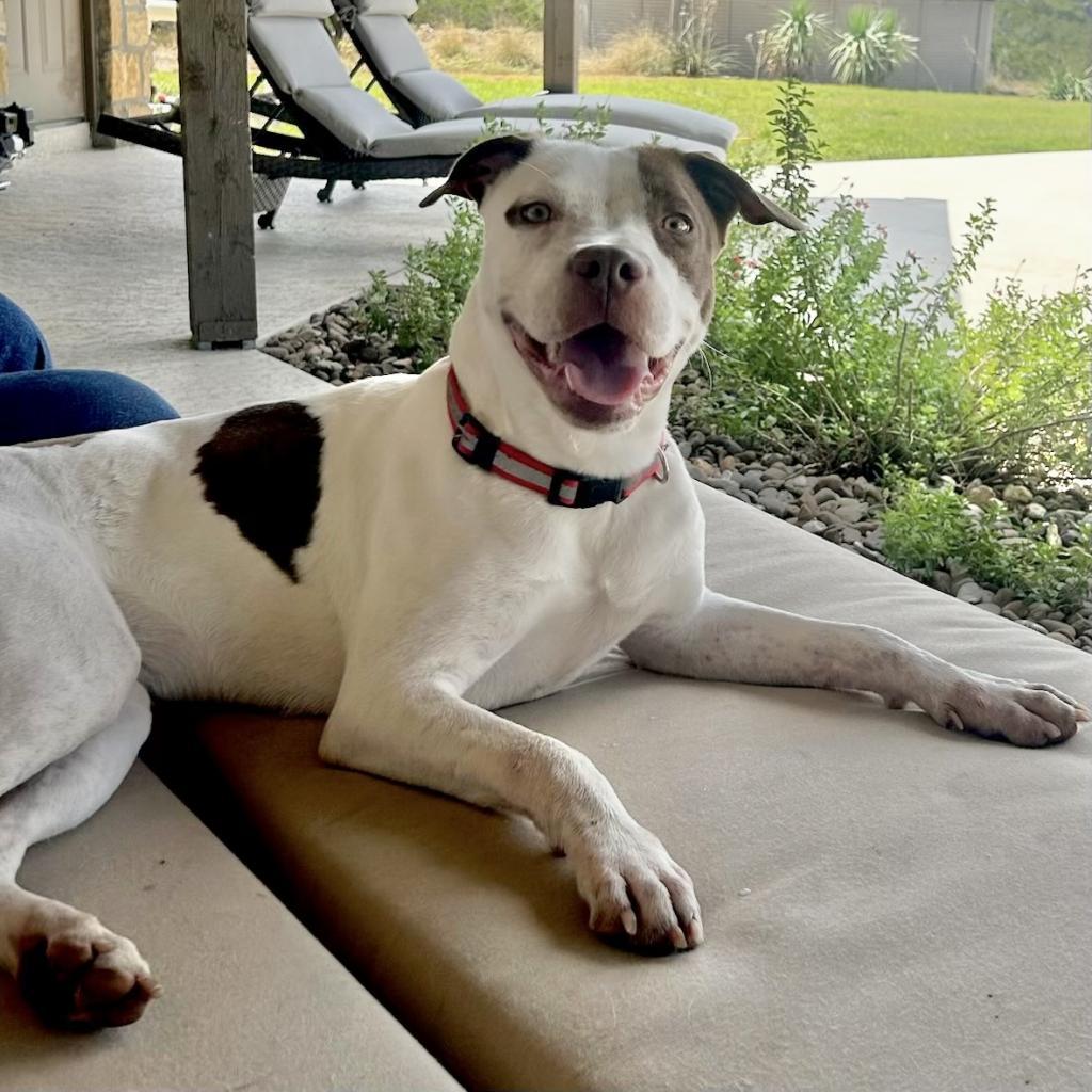 Patches, a Adoptable mixed breed in Fredericksburg, TX image 5/6