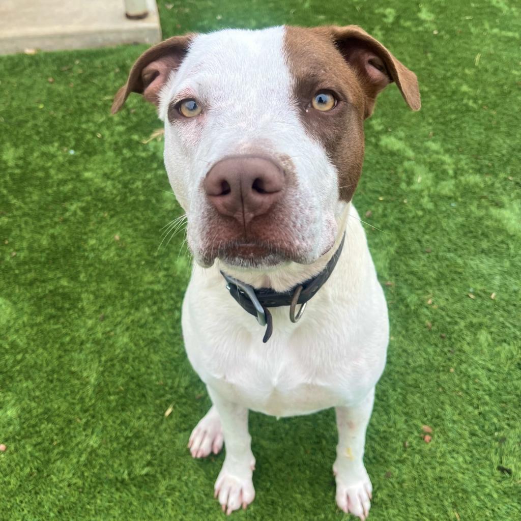 Patches, a Adoptable mixed breed in Fredericksburg, TX image 6/6