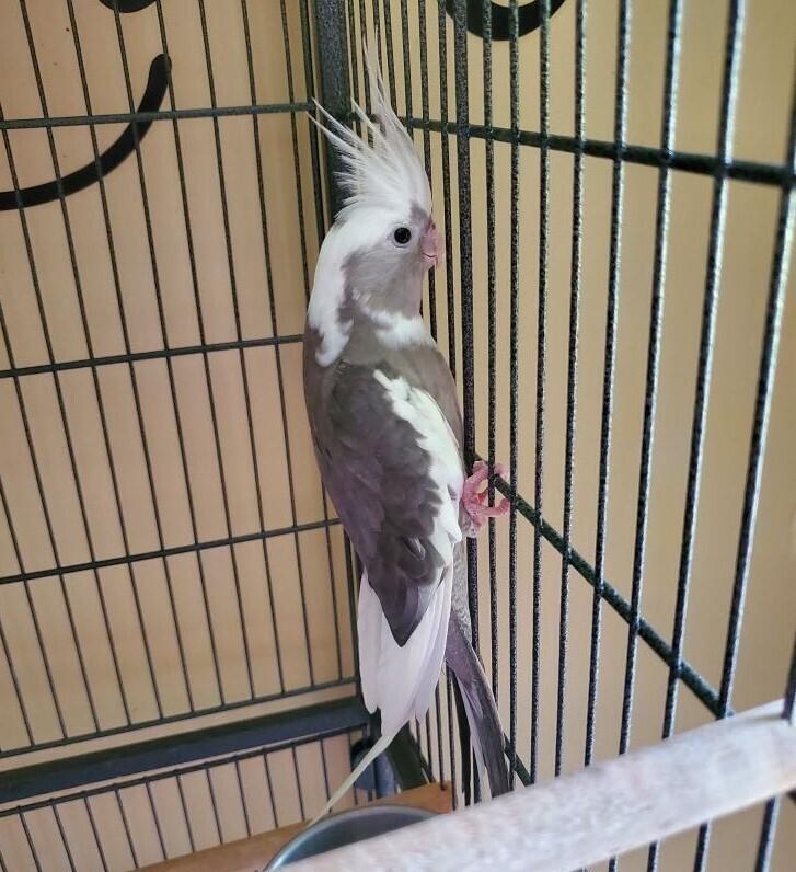 Cockatiel 5(Fatboy), Adoptable, Adult Male Cockatiel.
