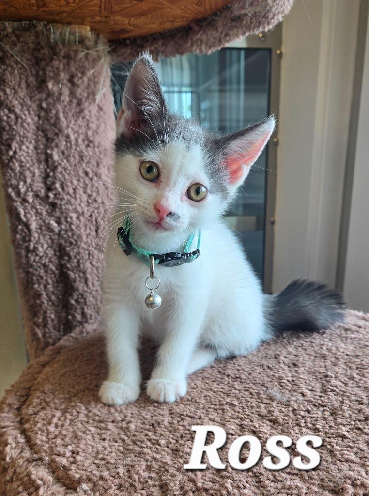 Ross, Adoptable, Kitten Male Domestic Medium Hair.