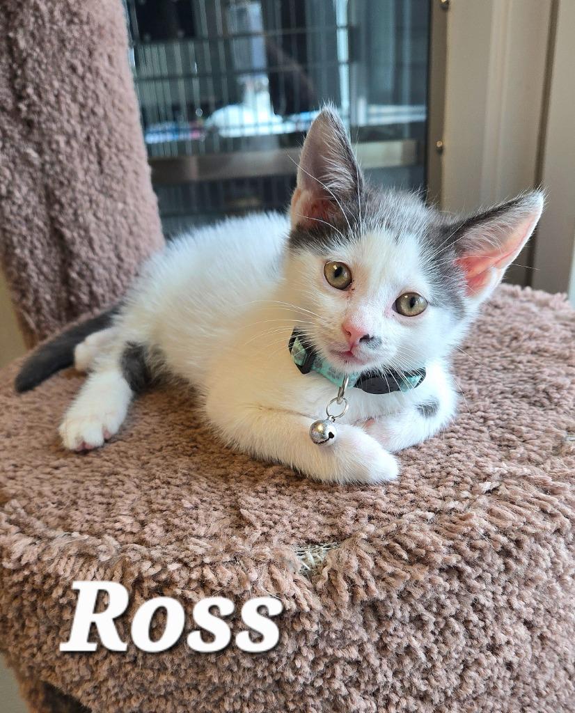 Enlarge Ross, a Adoptable mixed breed in Sidney, OH image 2/4