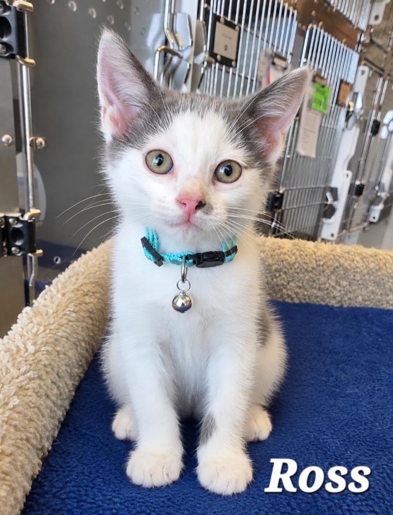 Enlarge Ross, a Adoptable mixed breed in Sidney, OH image 3/4