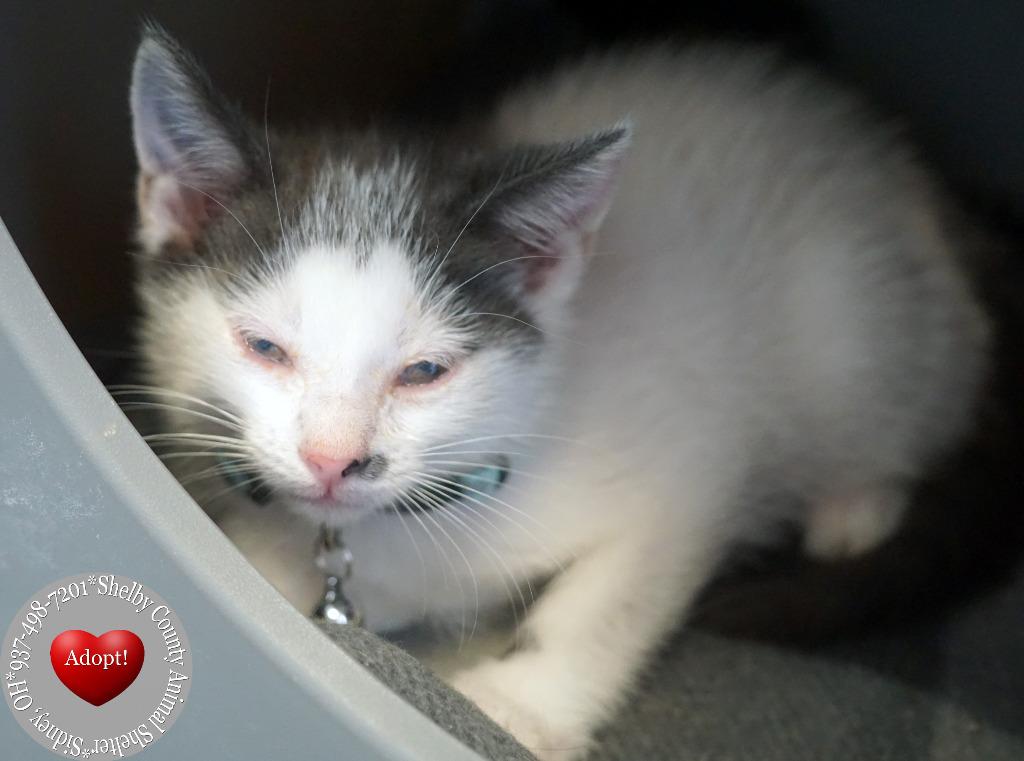 Enlarge Ross, a Adoptable mixed breed in Sidney, OH image 4/4