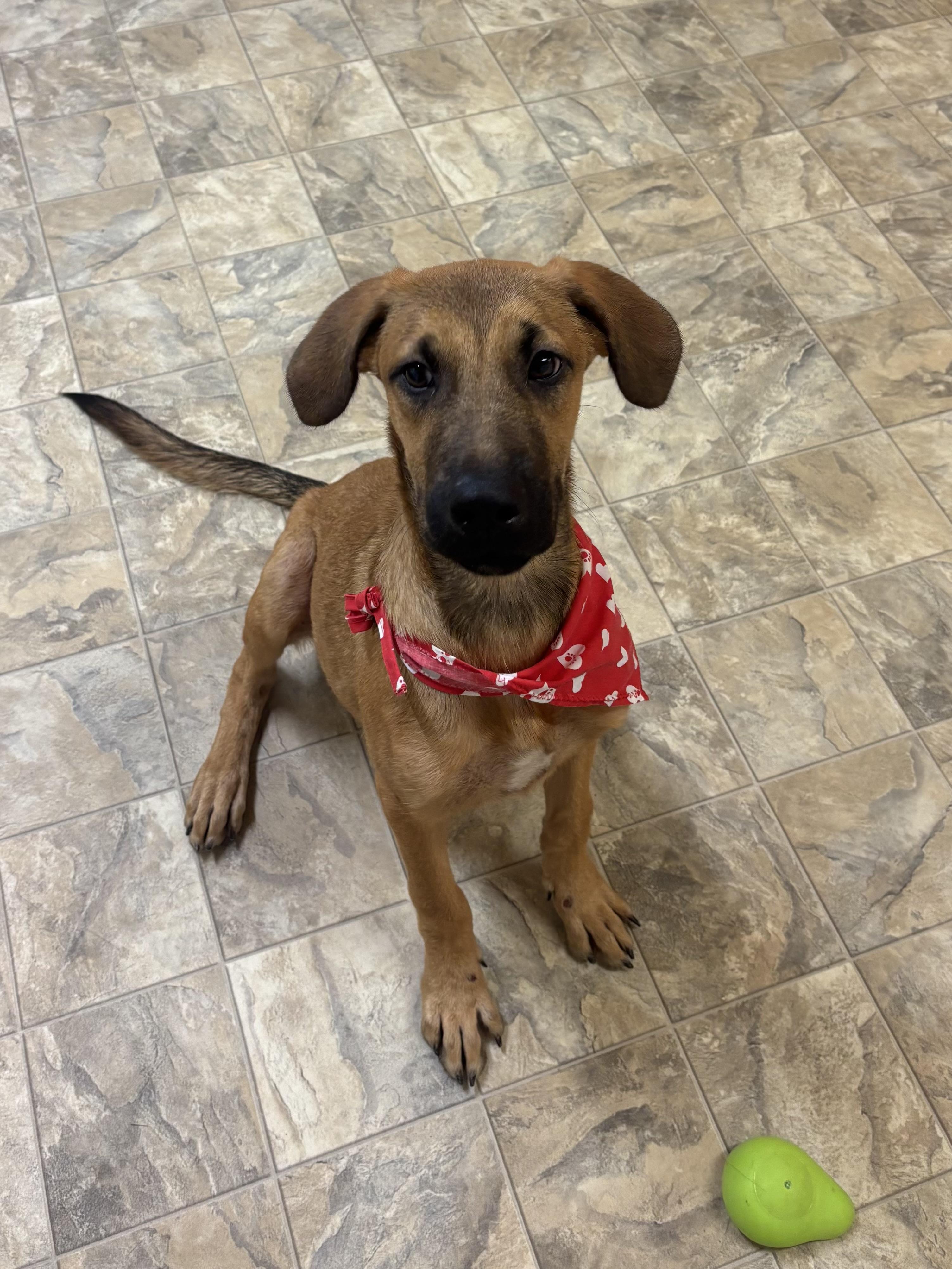 Enlarge Goose, a Adoptable mixed breed in Pilot Point, TX image 1/3