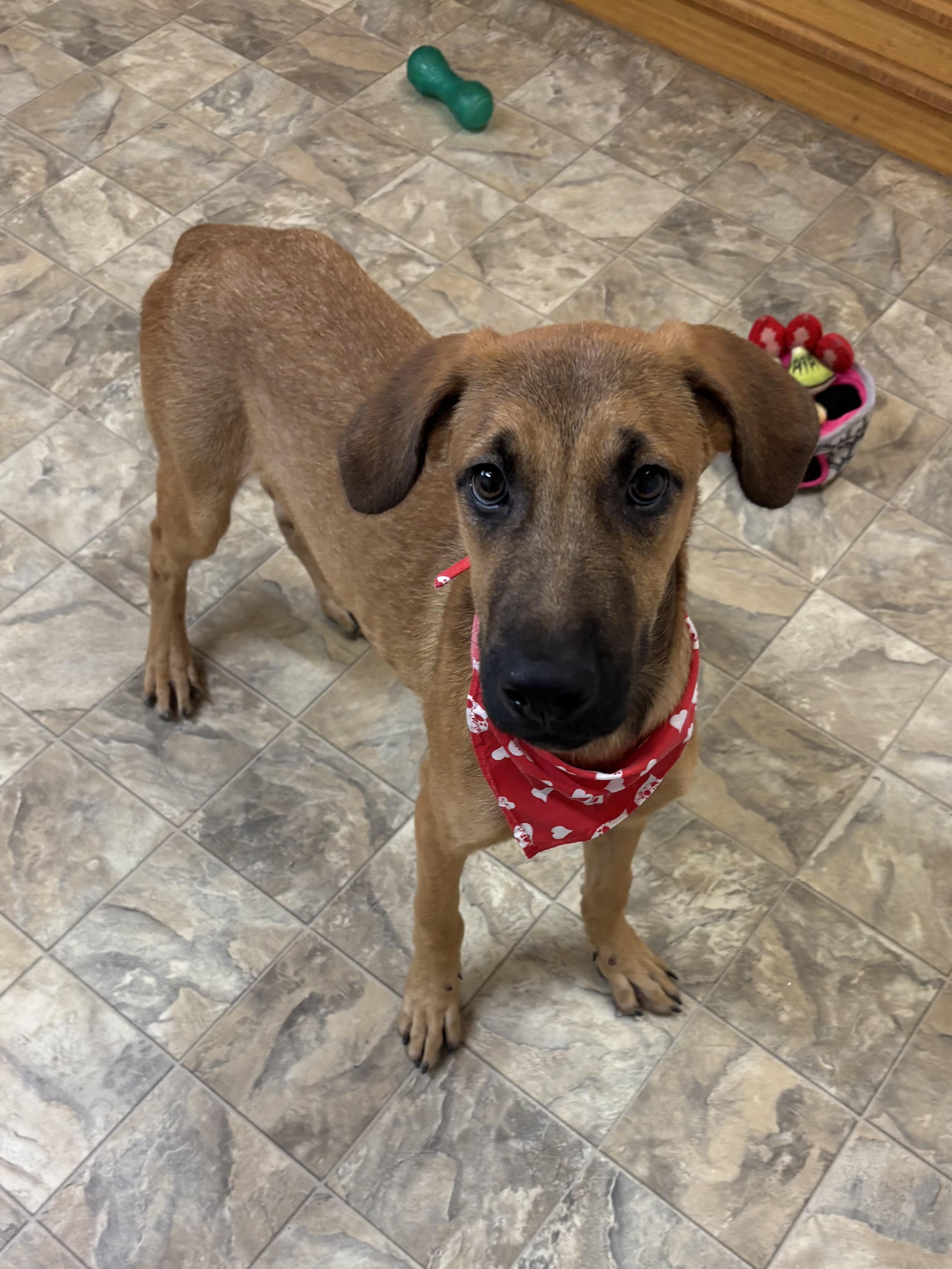 Enlarge Goose, a Adoptable mixed breed in Pilot Point, TX image 2/3