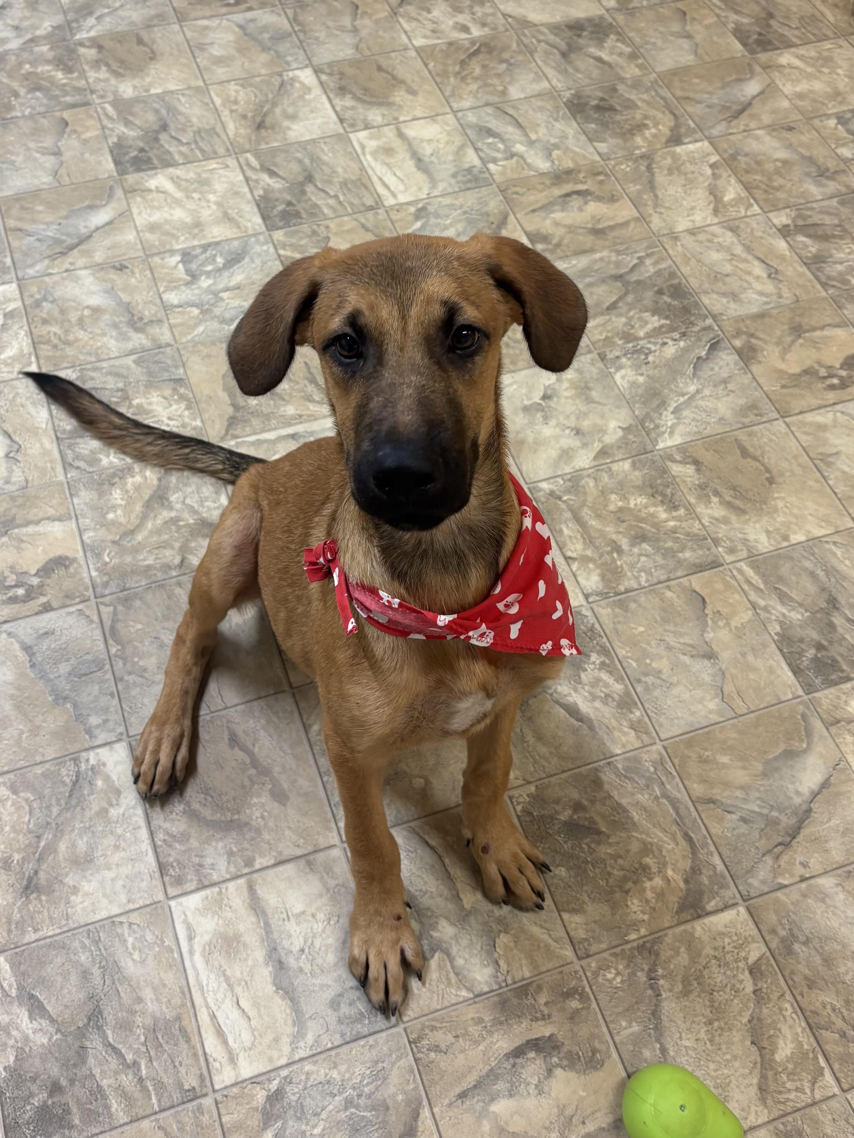 Enlarge Goose, a Adoptable mixed breed in Pilot Point, TX image 3/3