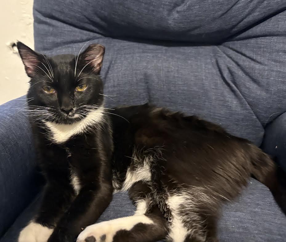 Milo, Adopted, Adult Male Tuxedo.