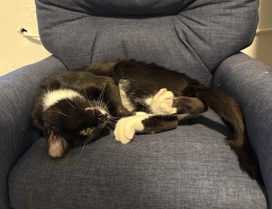 Enlarge Milo, a Adopted Tuxedo in Carson City, NV image 3/3