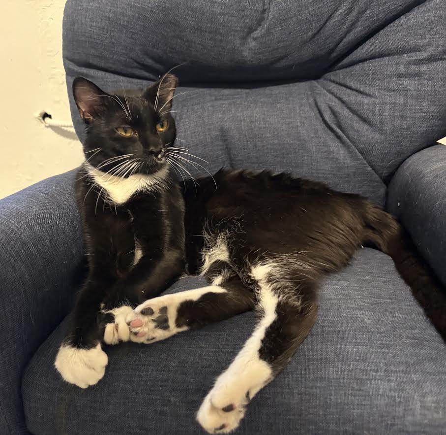 Enlarge Milo, a Adopted Tuxedo in Carson City, NV image 2/3