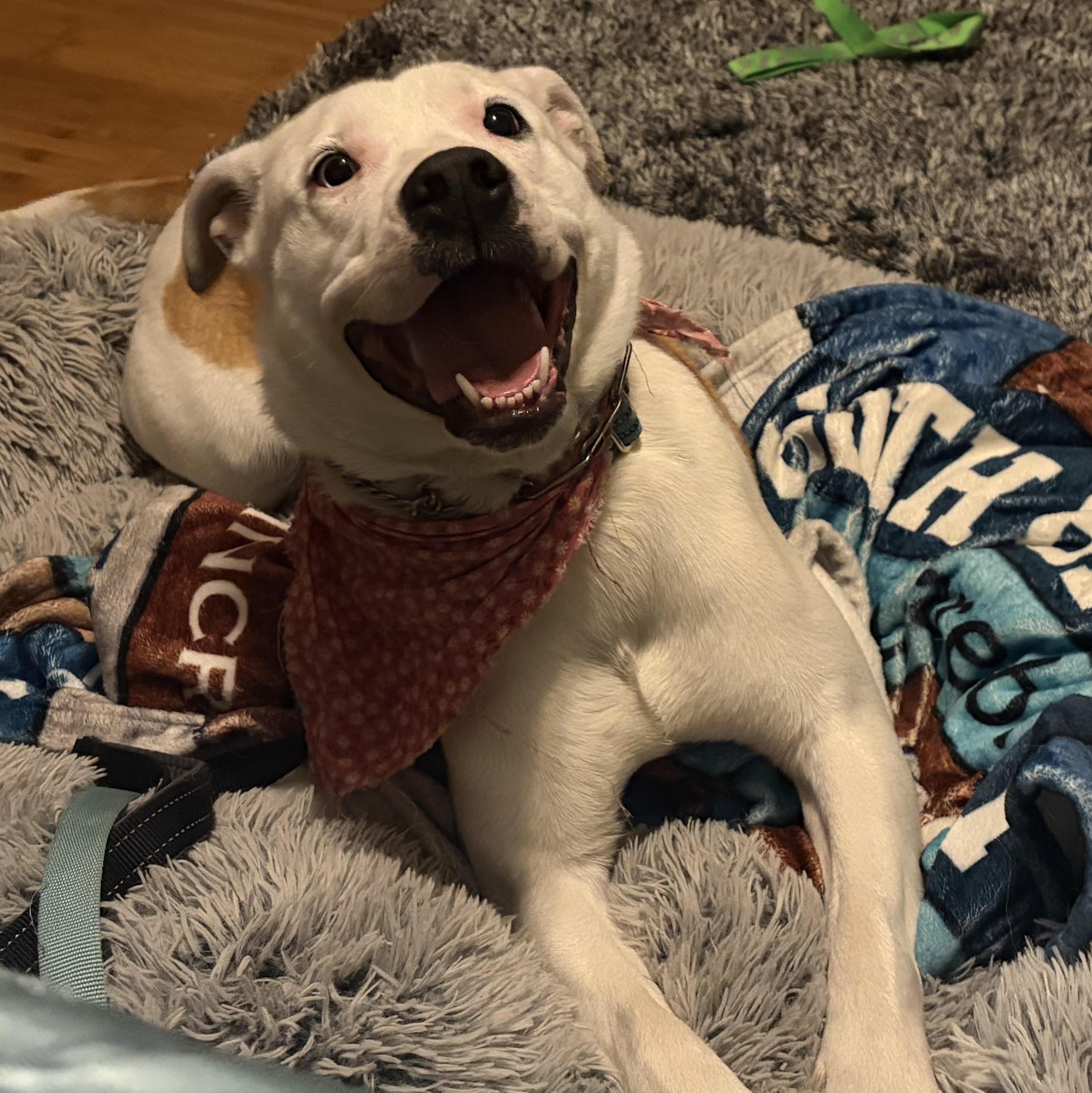 Enlarge Candy (Half Off Adoption Fee Through End of April!), an adopted mixed breed in Lemont, IL image 3/6