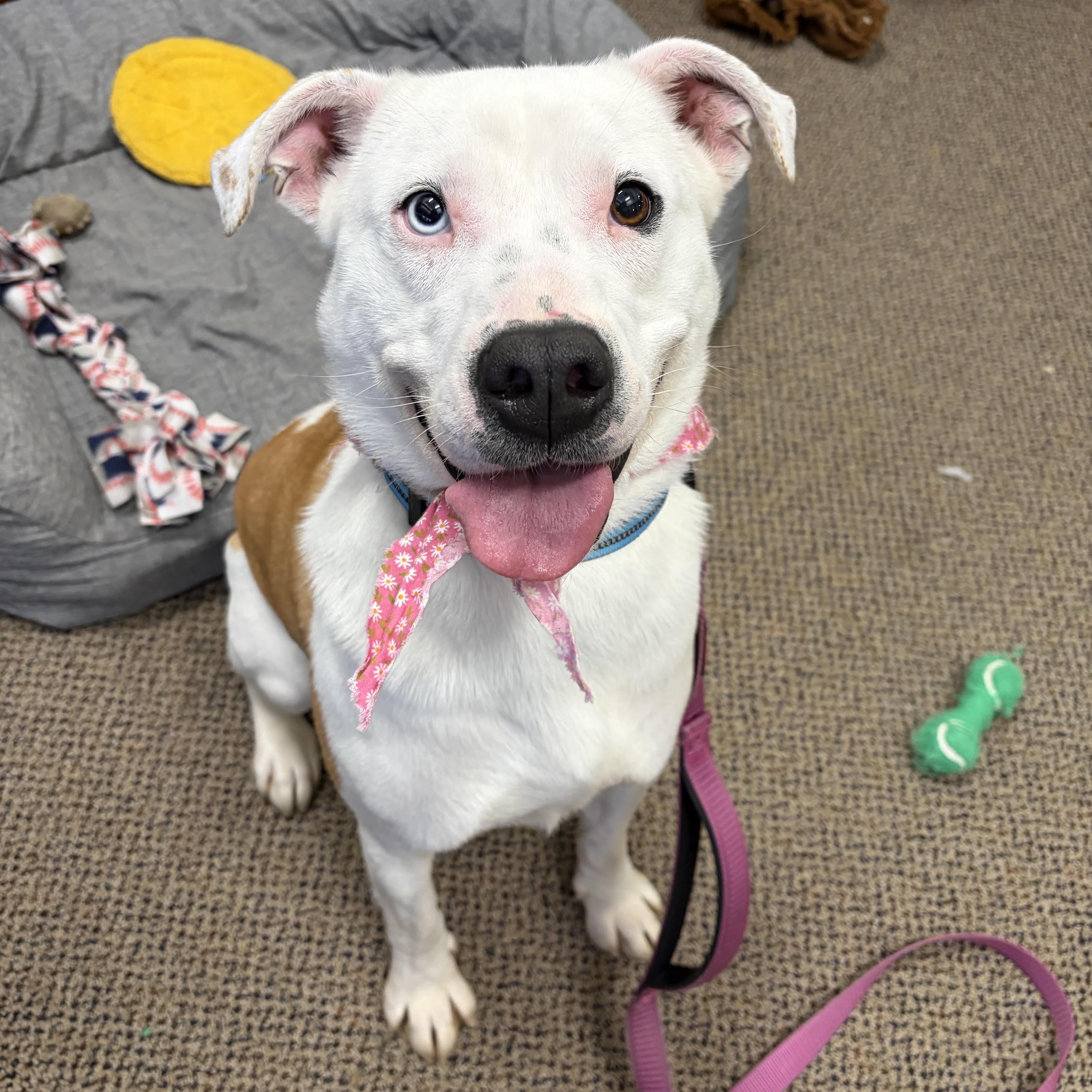 Enlarge Candy (Half Off Adoption Fee Through End of April!), an adopted mixed breed in Lemont, IL image 6/6