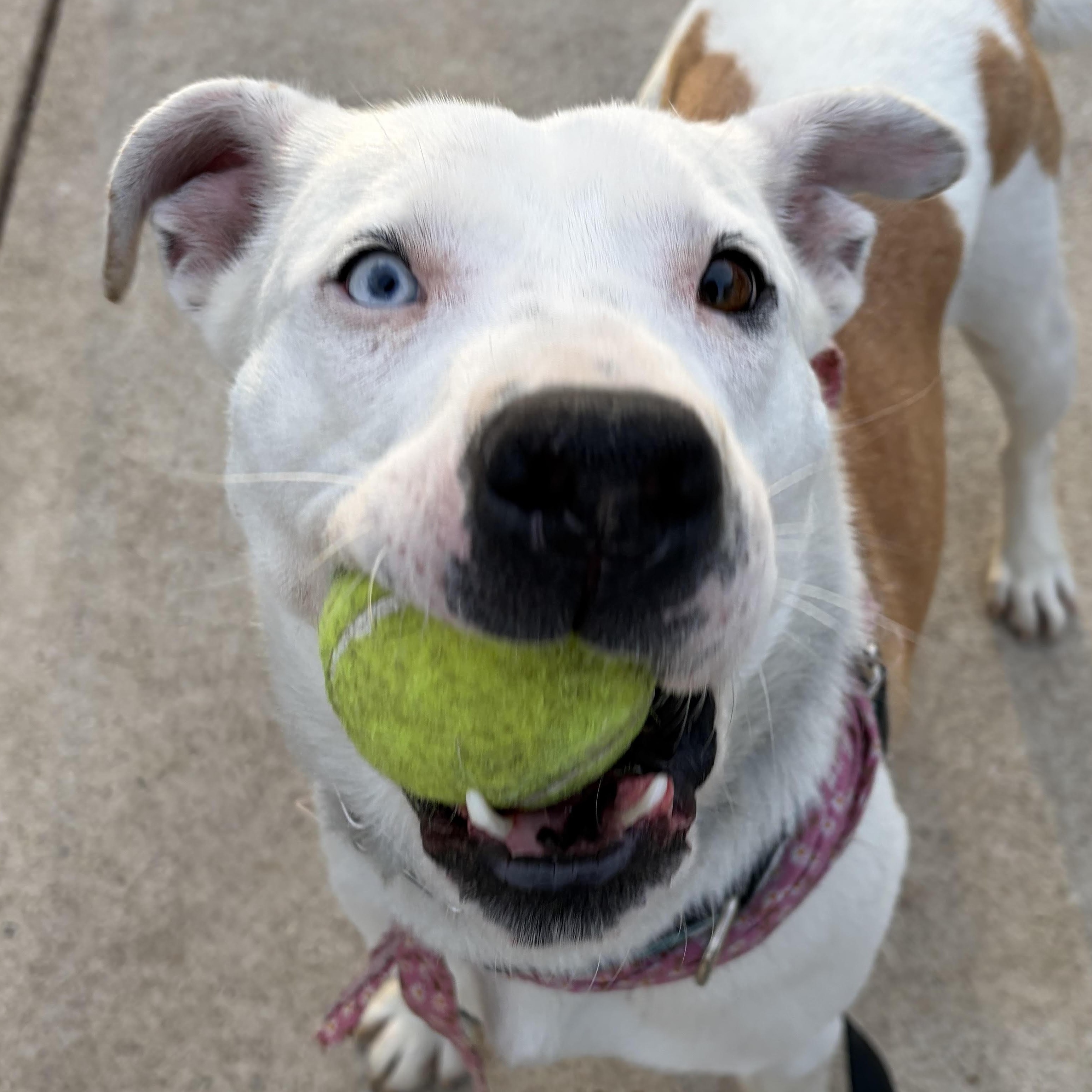 Enlarge Candy (Half Off Adoption Fee Through End of April!), an adopted mixed breed in Lemont, IL image 5/6