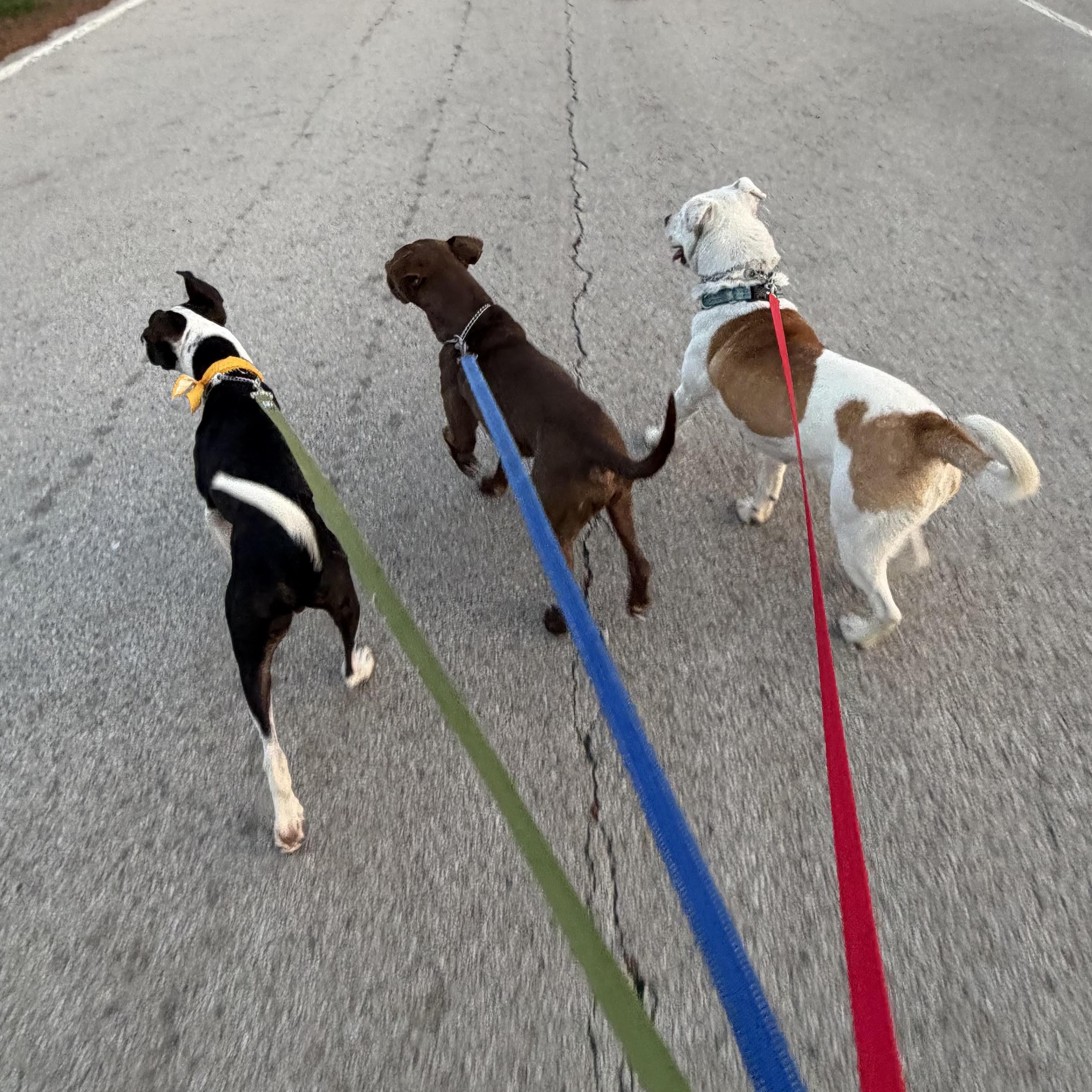 Enlarge Candy (Half Off Adoption Fee Through End of April!), an adopted mixed breed in Lemont, IL image 4/6