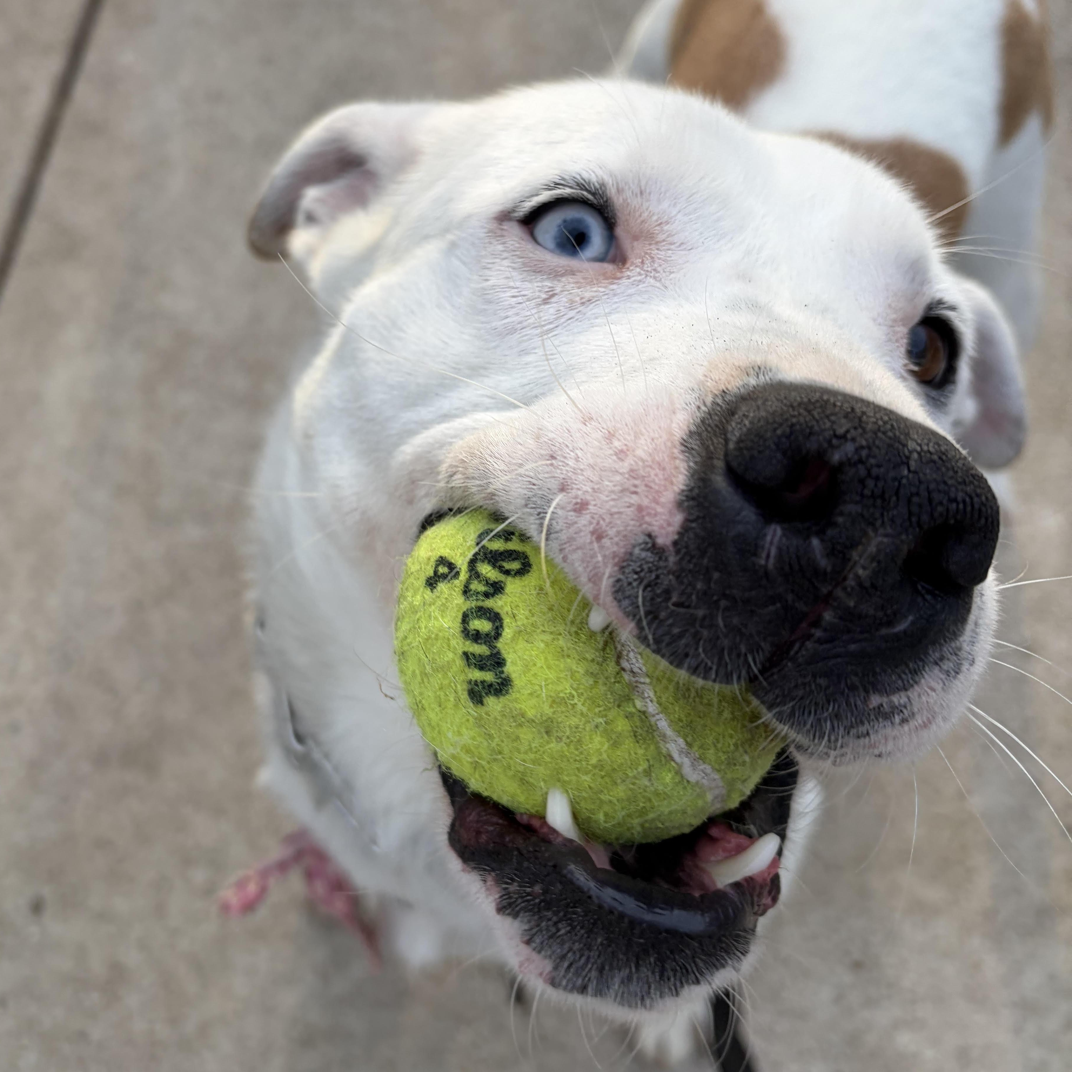 Candy (Half Off Adoption Fee Through End of April!), adopted, Young Female Pit Bull Terrier & Labrador Retriever.
