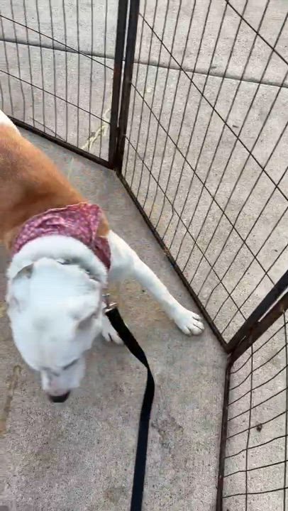 Enlarge Candy (Half Off Adoption Fee Through End of April!), an adopted mixed breed in Lemont, IL video 2/6
