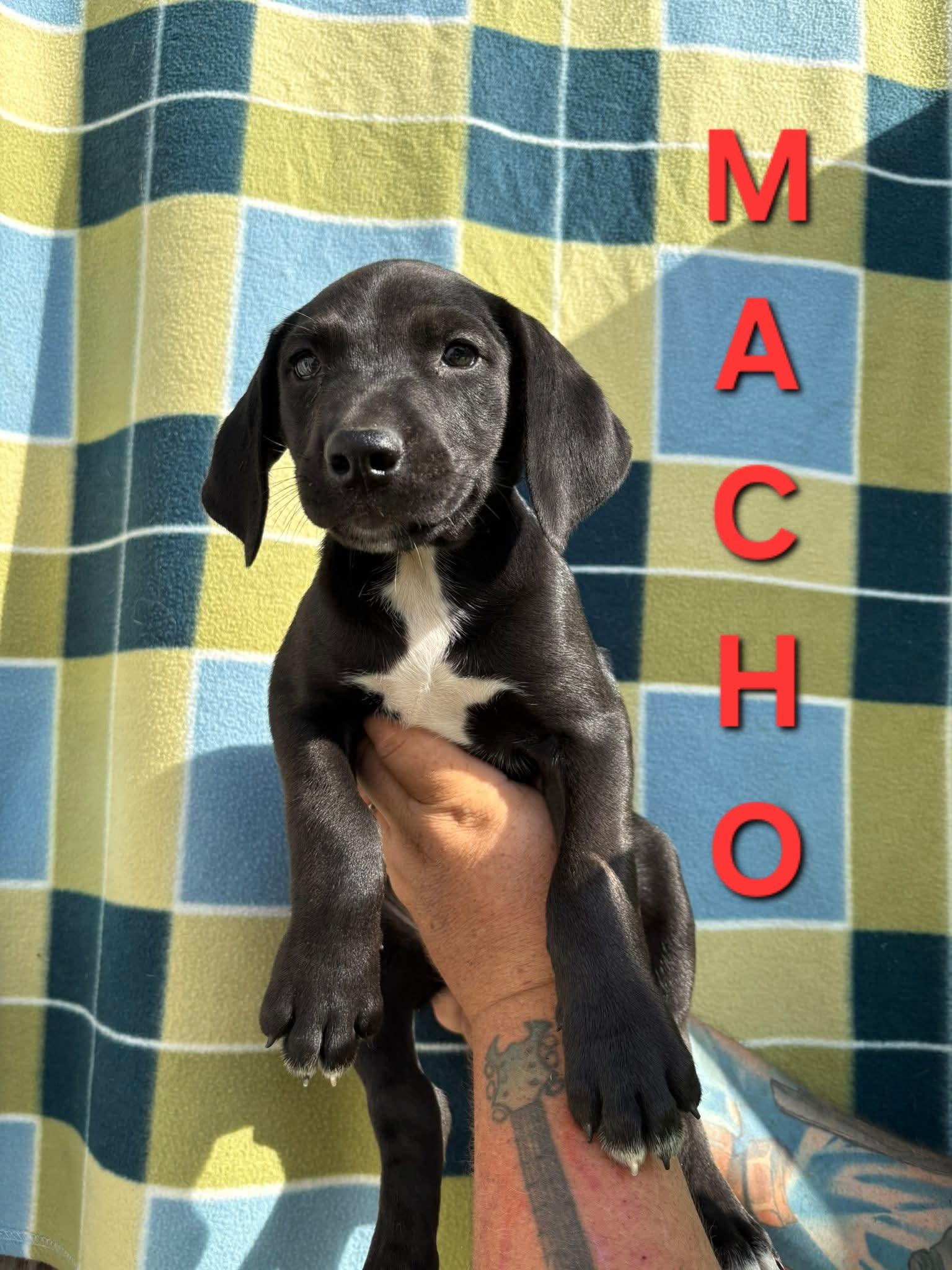 MACHO. tinycauseadopt@gmail.com
