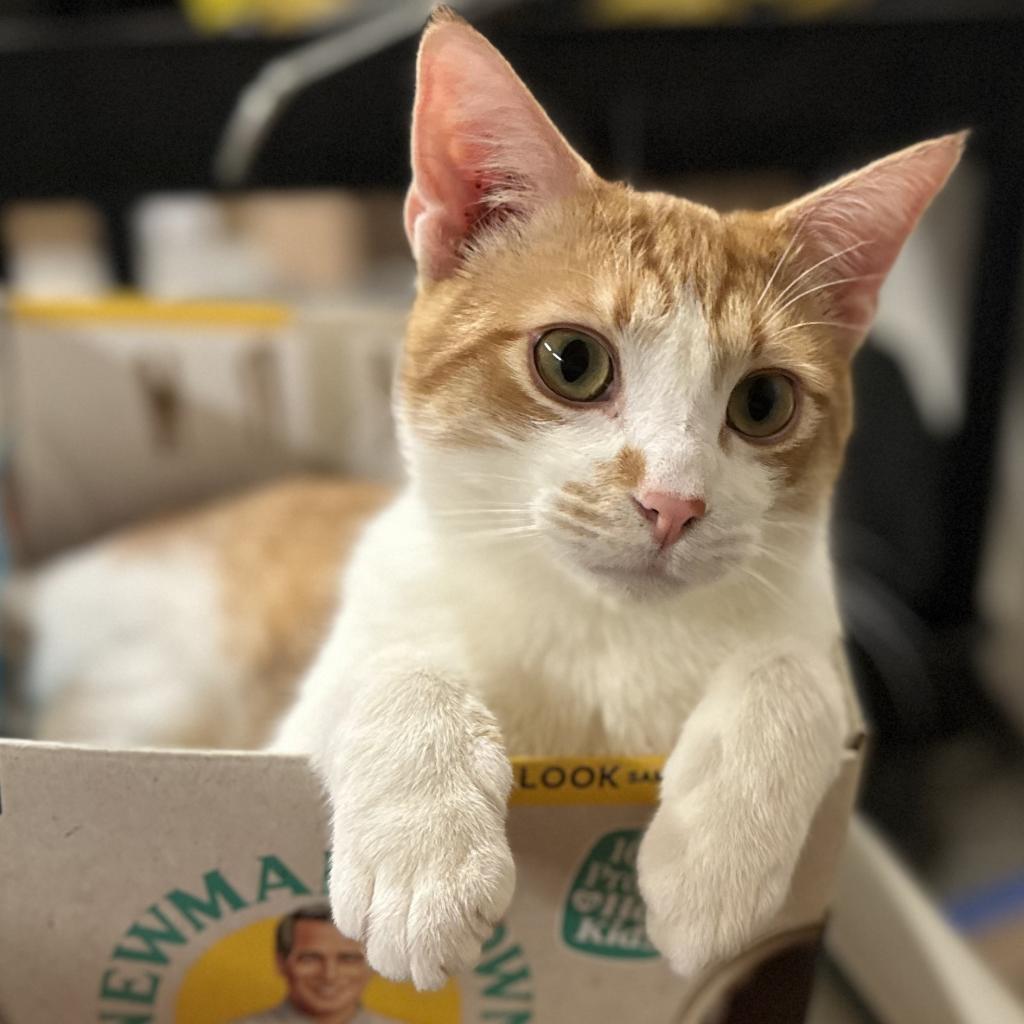 Remus, a Adoptable Domestic Short Hair in Nowata, OK image 1/6