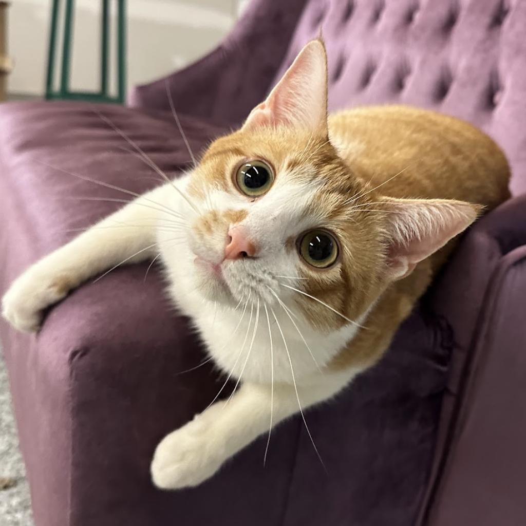 Enlarge Remus, a Adoptable Domestic Short Hair in Nowata, OK image 3/6