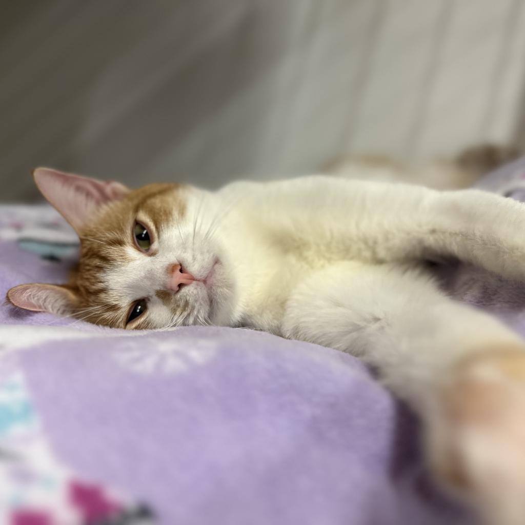 Remus, a Adoptable Domestic Short Hair in Nowata, OK image 4/6