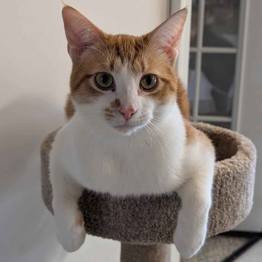 Remus, a Adoptable Domestic Short Hair in Nowata, OK image 5/6