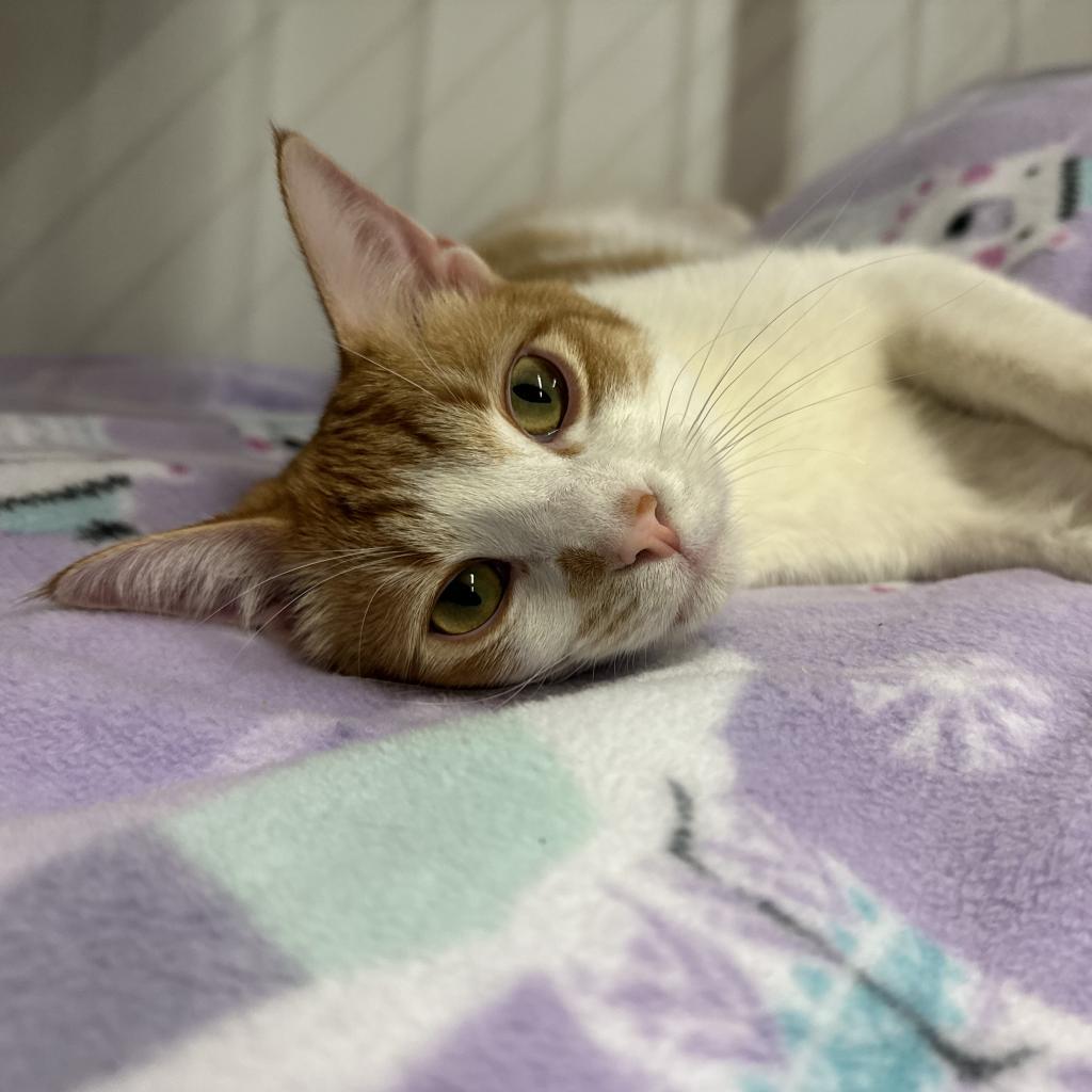 Enlarge Remus, a Adoptable Domestic Short Hair in Nowata, OK image 6/6