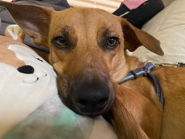 Enlarge Leo, a Adoptable mixed breed in CHURCHVILLE, NY image 1/6