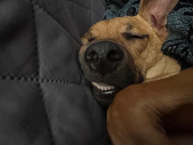 Leo, Adoptable, Young Male Dachshund.