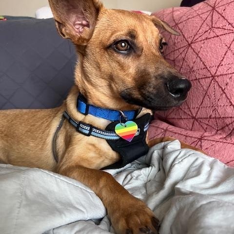 Enlarge Leo, a Adoptable mixed breed in CHURCHVILLE, NY image 4/6