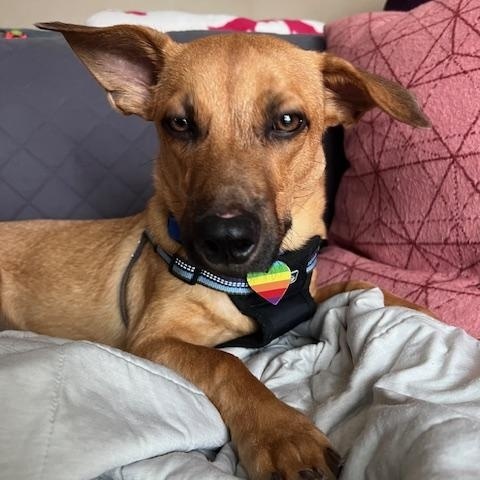 Enlarge Leo, a Adoptable mixed breed in CHURCHVILLE, NY image 5/6