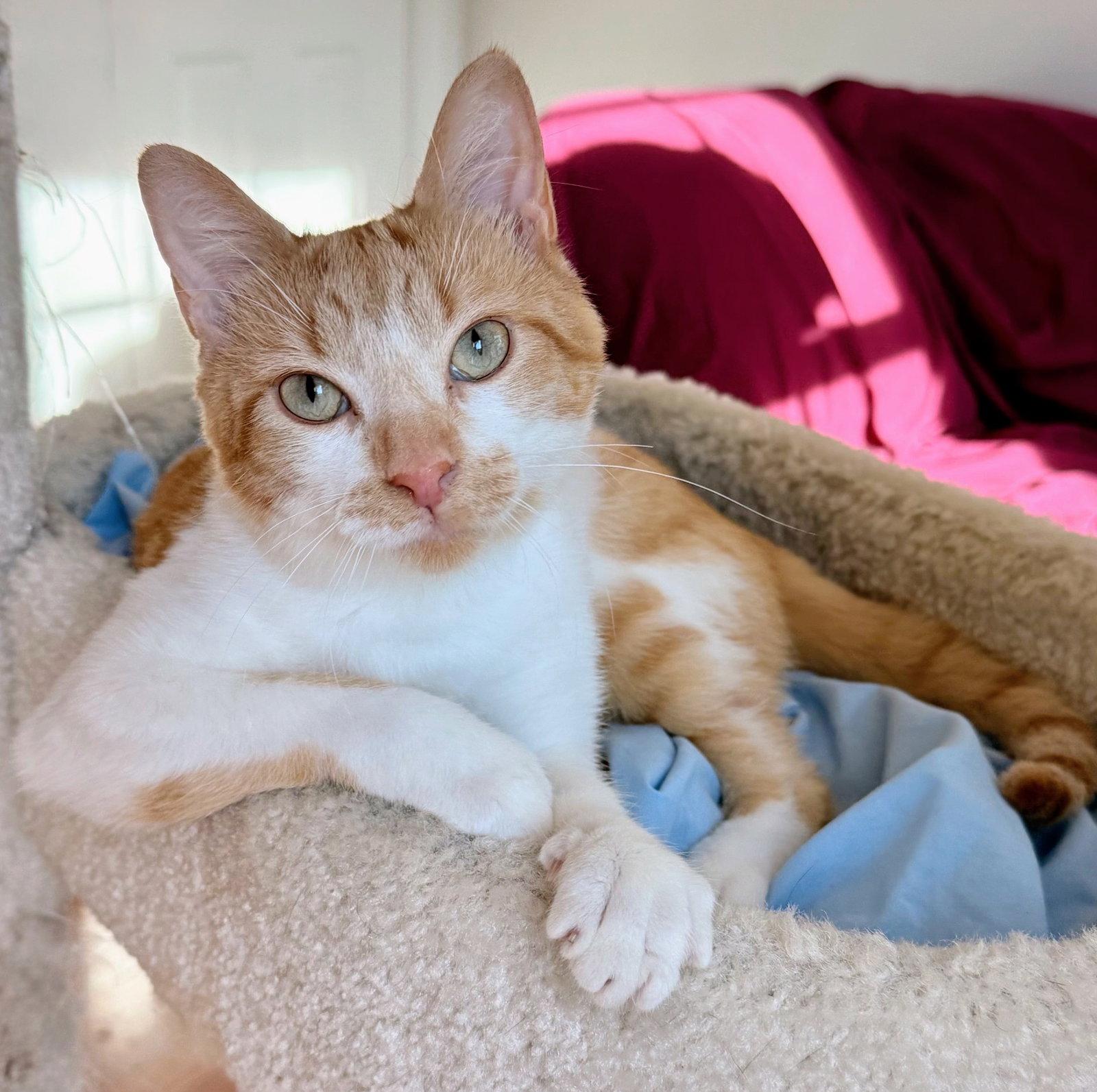 Enlarge Matthew, a Adoptable Domestic Short Hair in Reston, VA image 1/3